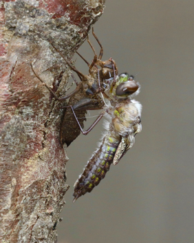 Epitheca spinosa, emergence